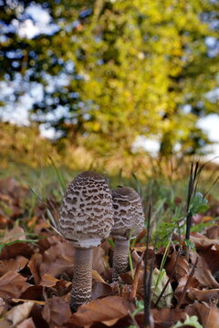 Parasol oder Gemeiner Riesenschirmling (Macrolepiota procera)