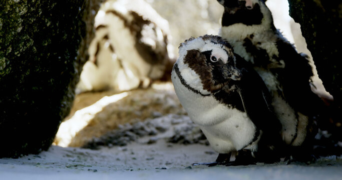 A molting penguin stands among others in a natural habitat
