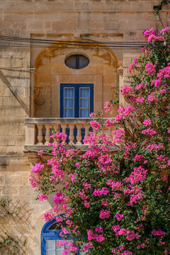 Limestone Balcony with Balustrade, Blue Wooden Shutters and Overflowing Blooming Pink Bougainvillea Flowers
