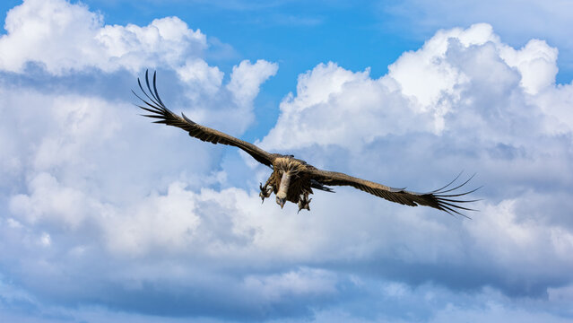 The critically endangered Ruppell's Griffon vulture, Gyps rueppellii, coming in to land. The highest flying bird on record, reaching heights of 37,000 ft. Masai Mara Triangle, Kenya.