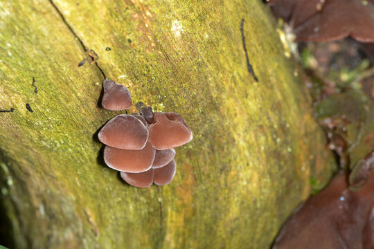 Pilze,  Judasohr Auricularia auricula-judae, Speisepilz,  Essbarer Pilz,  Vitalpilz, Heilpilz
 Asiatische K&uuml;che, Chinesische K&uuml;che