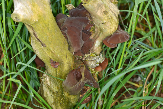 Pilze,  Judasohr Auricularia auricula-judae, Speisepilz,  Essbarer Pilz,  Vitalpilz, Heilpilz
 Asiatische K&uuml;che, Chinesische K&uuml;che