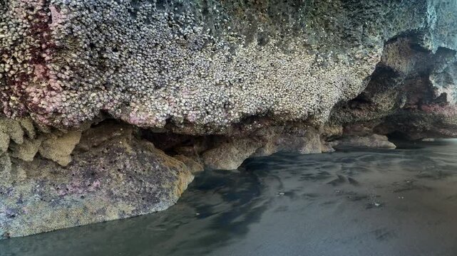 Coastal cliff covered with barnacles on a dark sand beach at low tide