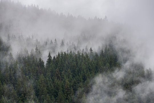 Dense evergreen forest covered in drifting mist on a mountain hillside, creating a moody natural landscape with atmospheric fog and soft overcast light.