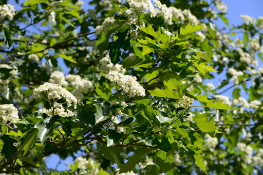Elsbeere, Sorbus torminalis, Bl&uuml;te, Ast, Zweig, Baumausschnitt