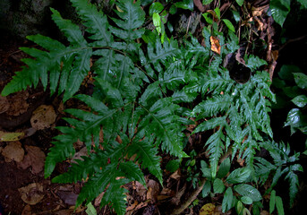 Lush Fern Frond in Forest A vibrant green fern frond, detailed with delicate leaflets, unfurls in the dappled sunlight of a dense, humid forest floor, surrounded by rich, dark earth and moss. © yeen