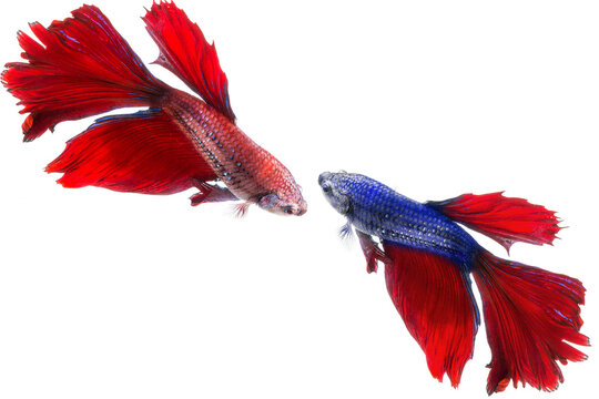 Two  fighting fish on white background.
