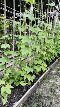 Green bean plants growing and climbing on wooden poles in an outdoor vegetable garden