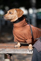 An attentive red haired badger dog in trendy protective apparel looking away during a walk on a sunny day. Concept of dog winter fashion, responsible domestic pet care, and canine clothing. © alan