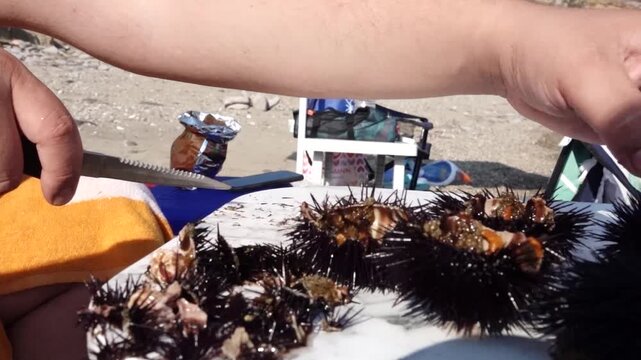 Close-up of a man cutting open freshly caught sea urchins with a knife on the beach, preparing their edible roe for consumption.
