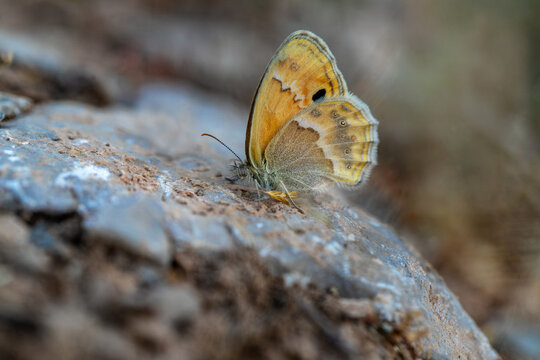 The Iranian Heath butterfly (Coenonympha saadi), found in the Dez Valley in the Hakkari province of Turkey.