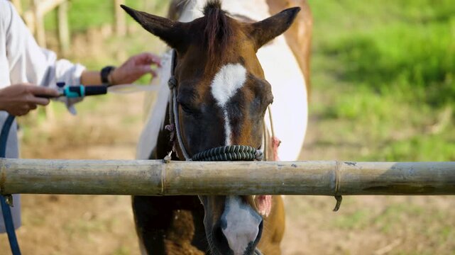 Close-up of horse being washed with water spray hose outdoors on sunny day