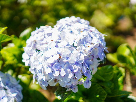  ⁠A detailed close-up of a colorful hydrangea macrophylla blooming gracefully outdoors