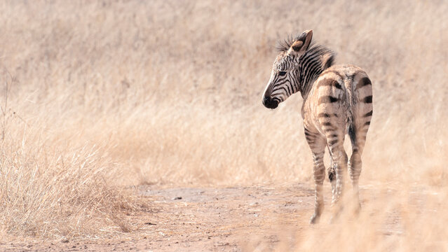 Lonesome baby zebra