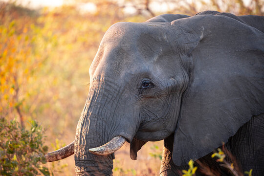 A elephant in the afternoon sun