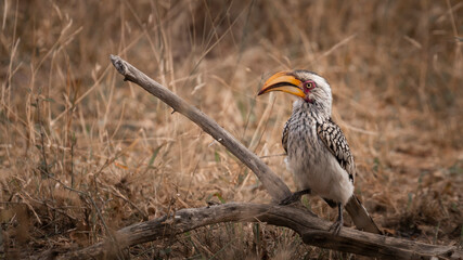 Southern Yellow-billed Hornbill sitting on a log in South Africa © Marcel