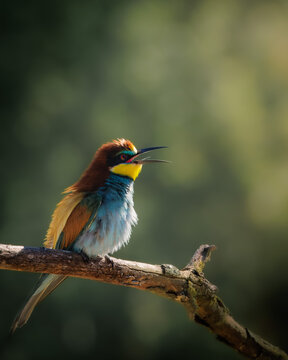 A young bee-eater sitting on a branch