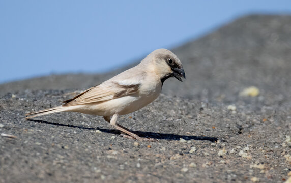 Desert sparrow (Passer simplex) in a natural habitat and behaviuor