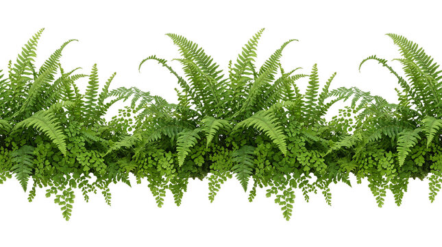 Seamless horizontal border of lush green fern leaves and tropical foliage fronds isolated on a white background, botanical nature element for garden landscaping and graphic design.