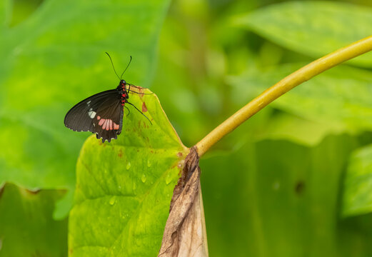 Black and red cattleheart butterfly resting on a green leaf