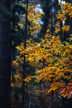 Yellow leaves on the trees in the forest. Golden autumn.