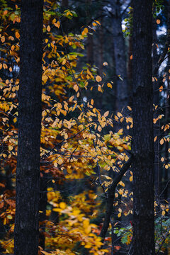 Yellow leaves on the trees in the forest. Golden autumn.