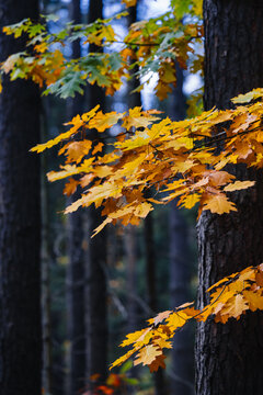 Autumn forest. The leaves are beginning to turn yellow.