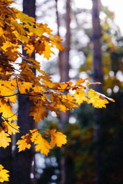 Autumn in the forest. Bright colors of the yellow leaves on the trees.