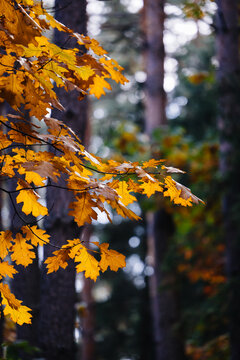 Autumn in the forest. Bright colors of the yellow leaves on the trees.