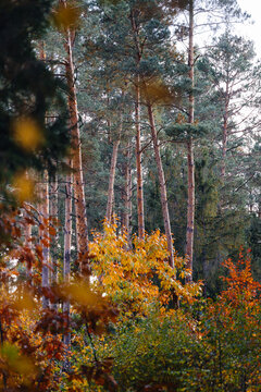 Autumn in the forest. Bright colors of the yellow leaves on the trees.