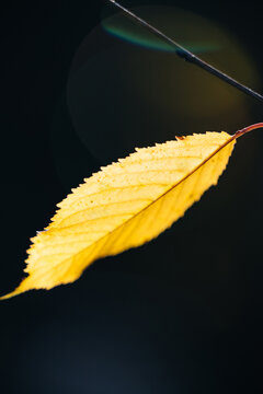 Autumn in the forest. Bright colors of the yellow leaves on the trees.