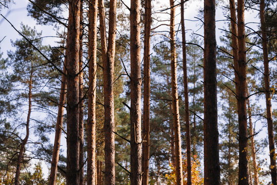 Pine forest. Tree texture