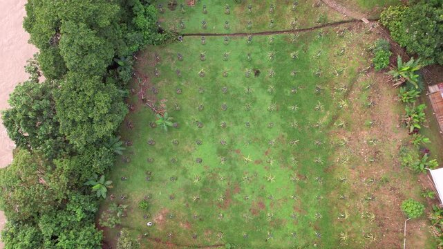 Aerial view of a Pitahaya plantation in the Ecuadorian Amazon. Unfortunately much primary tropical rainforest is being cleared for new Pitahaya plantations. Note the re-use of old car tires