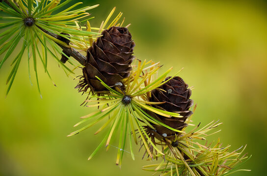 Larch strobilus: ovulate cones on a larch branch.