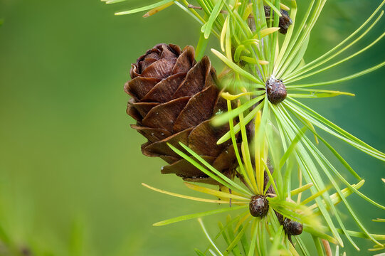 Larch strobilus: ovulate cone on a larch branch.