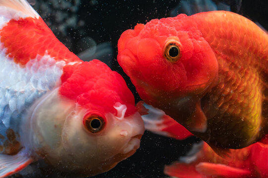 Close up of two goldfish oranda in clear aquarium water with dark background.