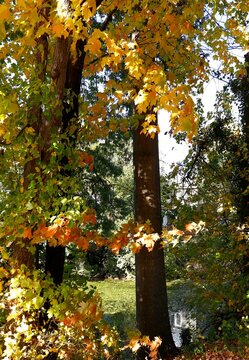 Fall foliage orange, yellow, green leaves