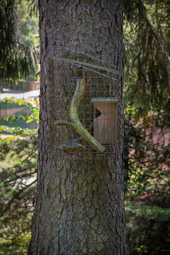 Empty cage with a nesting box and a branch hanging on the trunk of a spruce tree.