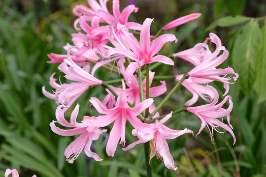 Pink Amarine tubergenii &lsquo;Aphrodite&rsquo; also known as van Tubergen amarine in flower.