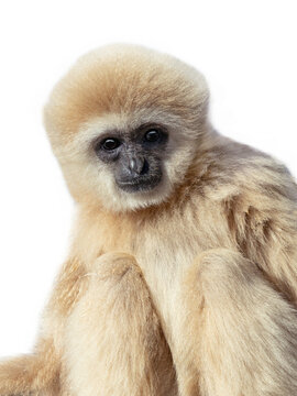 Close up portrait of white lar gibbon isolated on white background