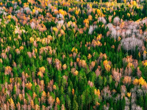 Foliage in Autumn Displaying Gold, Orange, Green, and Brown Textures from Aerial Perspective