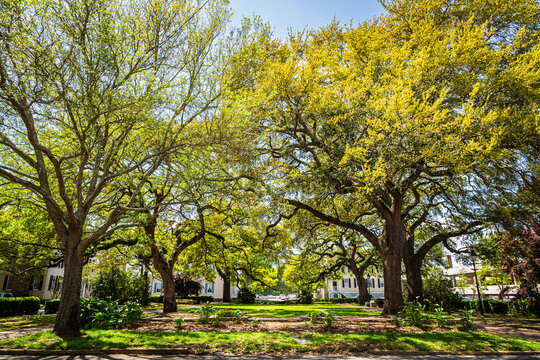 Live Oaks in Warren Square Savannah Georgia