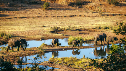 African bush elephant famlily group walking in riverbed scenery in Greater Kruger National park, South Africa   Specie Loxodonta africana family of Elephantidae © PACO COMO