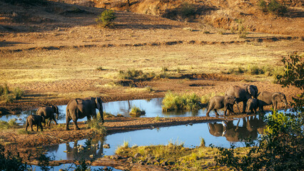 African bush elephant famlily group walking in riverbed scenery in Greater Kruger National park, South Africa   Specie Loxodonta africana family of Elephantidae © PACO COMO