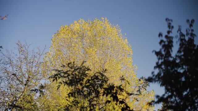 Goldgelber Laubbaum vor klarem blauem Himmel in der S&uuml;dsteiermark