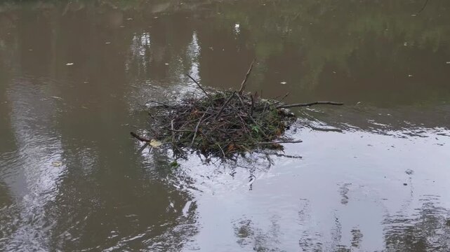 Branches and plant matter gather in a floating pile on a river during daylight
