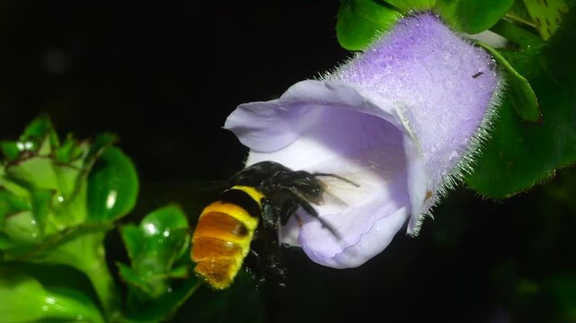 A large bee (Eulaema sp.) visiting a flower on the rainforest floor, slow motion. Napo province, Ecuador