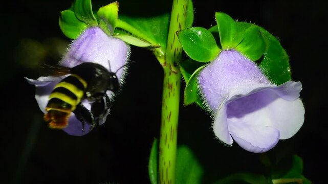 A large bee (Eulaema sp.) visiting a flower on the rainforest floor, slow motion. Napo province, Ecuador