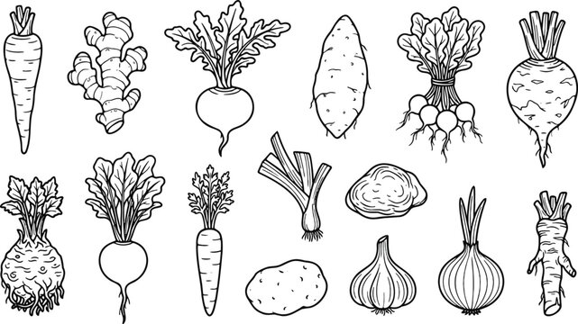 Root vegetables vector icon set with carrot ginger radish potato onion garlic and turnip linear outline illustration design