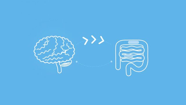 Gut-Brain Axis Animation. Minimal White Line Icons of Brain and Intestines with Two-Way Arrows on Plain Blue Background, Seamless Loop Video
